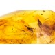 Transparent amber with an inclusion