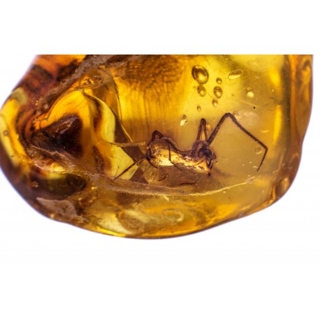Amber with an inclusion