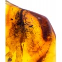 A piece of Baltic amber with two inclusions