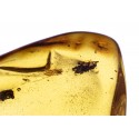 Amber inclusion