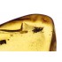 Amber inclusion