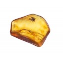 A piece of amber with the inclusion of a fly